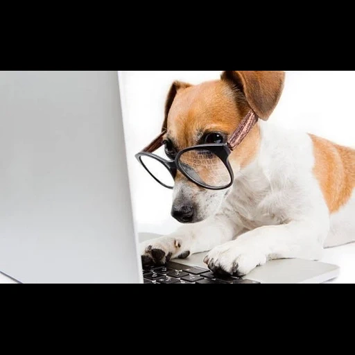 raças de cães, o cachorro é um laptop, cachorro jack russell terrier
