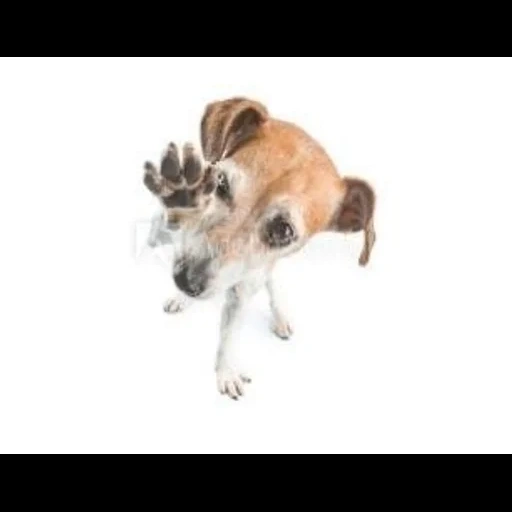 russell dog, animali carini, jack russell terrier, russell terrier, cane jack russell terrier