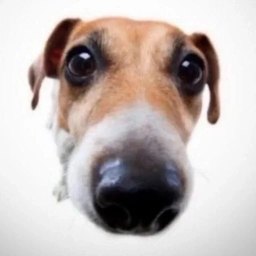 hidung anjing, hidung anjing, russell terrier, anjing adalah binatang, jack russell terrier