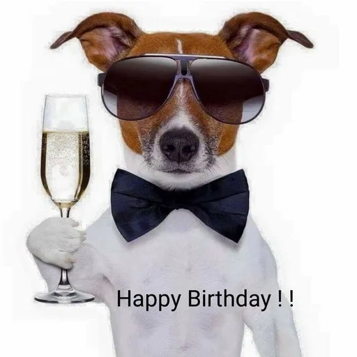terrier jack russell, compleanno di un uomo, compleanno di un uomo è divertente, buoni auguri di compleanno