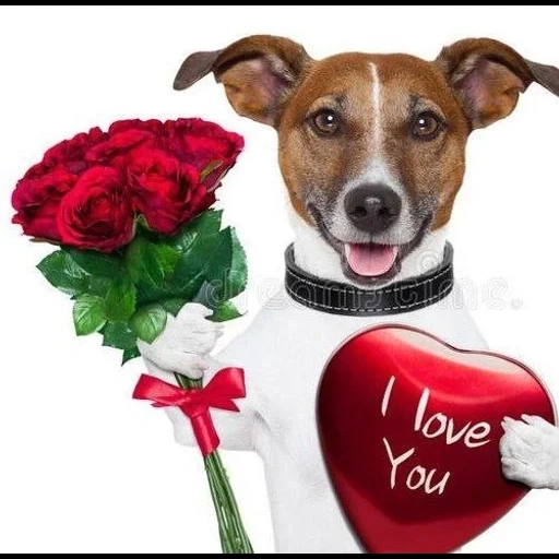 hunde, der hund ist ein blumenstrauß, hund mit einem lutscher, hund jack russell, jack russell valentinstag