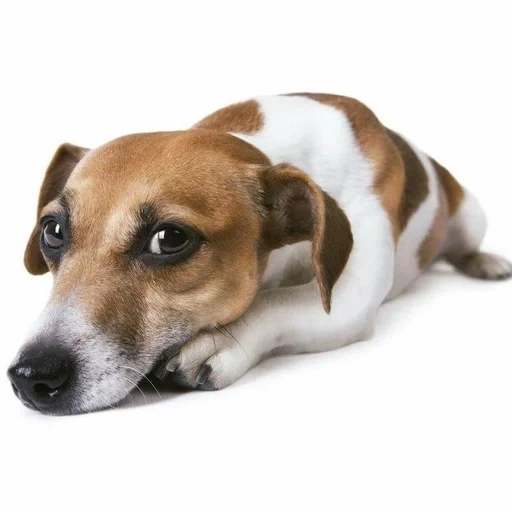 jack russell, russell terrier, chien jack russell, sad jack russell, chien jack russell terrier