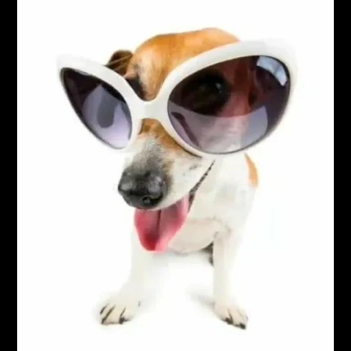 jack russell, chien avec des lunettes, jack russell dog