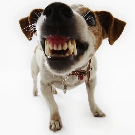 anjing yang marah, anjing gila, anjing jack russell, senyum anjing gila, jack russell terrier dog