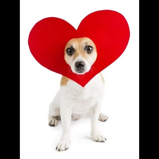 chien, le cœur du chien, chien avec un cadeau, le chien est un cœur, le chien est petit