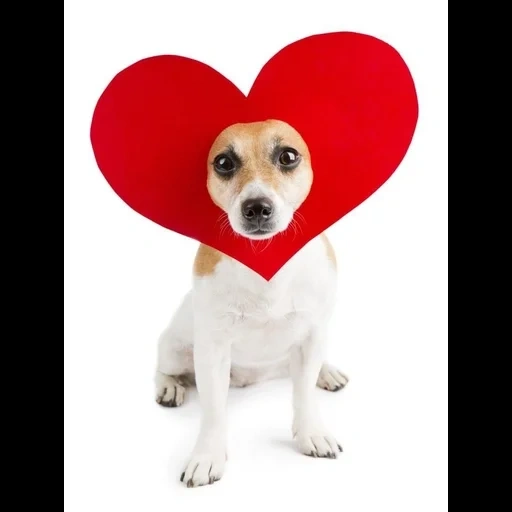 cane, cuore di cane, cane regalo, cane a forma di cuore, cane tromba