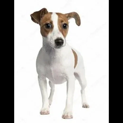 jack russell, chiot jack russell, la race jack russell, chien jack russell terrier, race jack russell terrier
