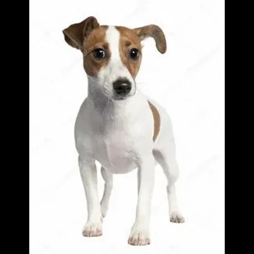 jack russell, puppy jack russell, a raça jack russell, cachorro jack russell terrier, raça jack russell terrier