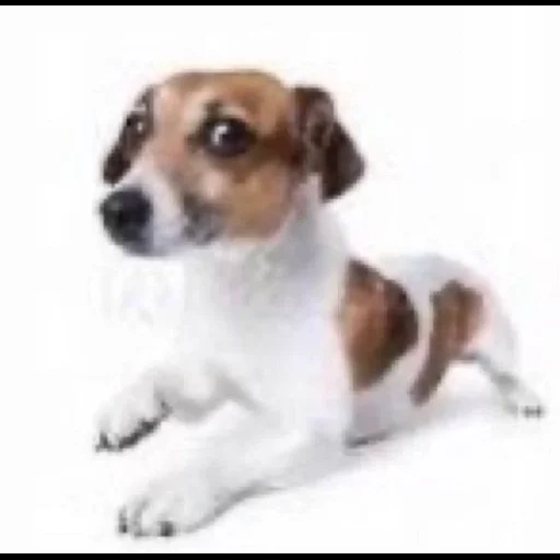 jack russell, anjing jack russell, jack russell terrier white, terrier jack russell terrier, anjing jack russell terrier