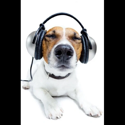 chien de casque, écouteurs de chien, jack russell terrier, écouteurs animaux, écouteurs de jack russell terrier
