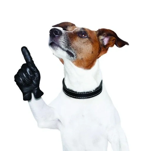 jack russell, jack russell terrier, cachorros jack russell, perro criado con una pata, el perro muestra la clase