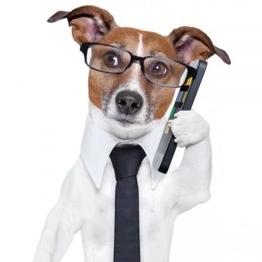 vladislav, magnifier dog, business dog, jack russell dog, jack russell terrier