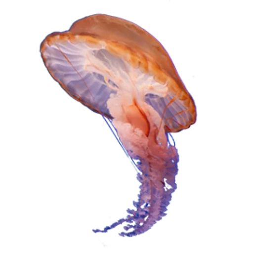 qualle, quallenthema, medusa mit einem weißen hintergrund, spongebob schwammkopf