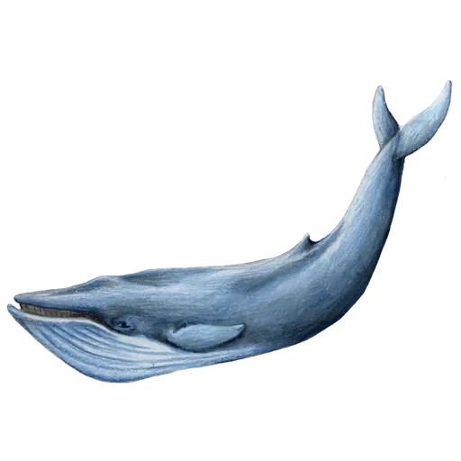 la balena, che cosa, la balena azzurra, la balena azzurra, whale su fondo bianco