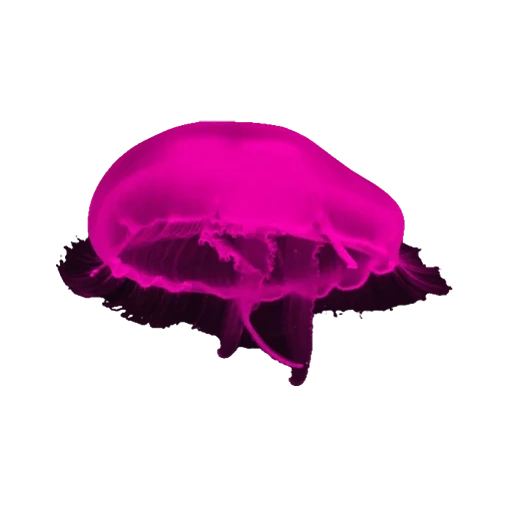 méduse, medusa est rose, méduse rouge, méduse violette