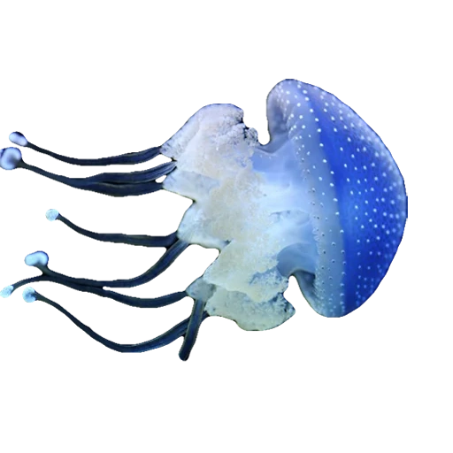 água-viva, água-viva azul, água-viva branca, haitang, fundo transparente de água-viva