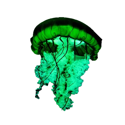 le meduse, jellyfish jellyfish, modello di medusa