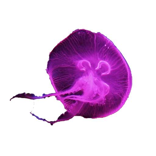 медузы, медуза фиолетовая, губка боб квадратные штаны