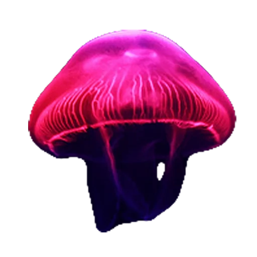 medusa rosa, violeta medusa, medusa aurelia aurita, cyaneya medusa purple, bob esponja pantalones cuadrados