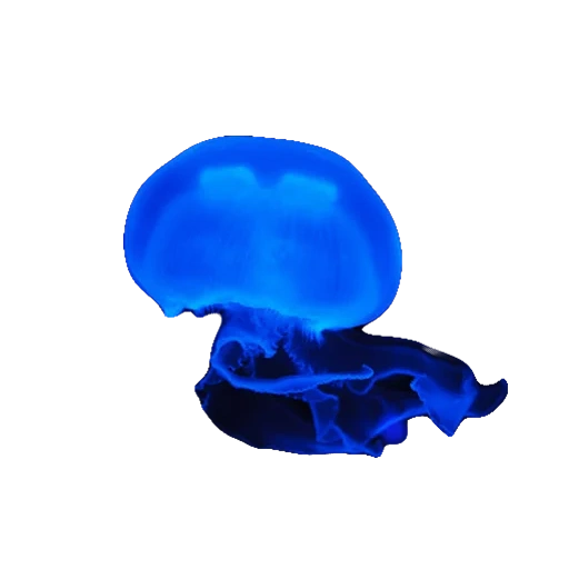 blue jellyfish israël, bob l'éponge carré