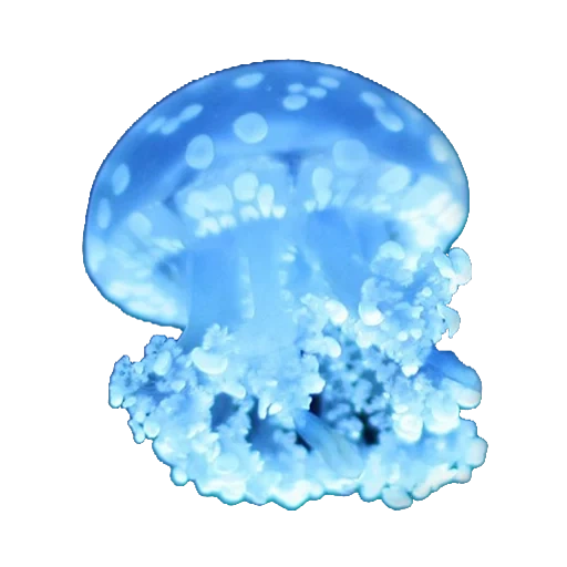 medusa, medusa azul, marine de medusa, medusa azul