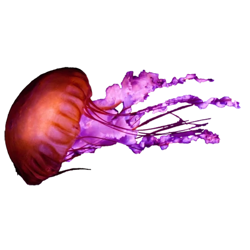 le meduse, modello di medusa, estetica del dolore, jellyfish su fondo bianco, medusa viola