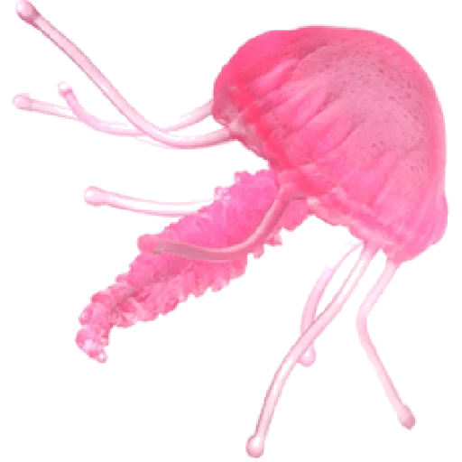 água-viva, jellyfish, água-viva rosa, photoshop de água-viva, fundo branco de água-viva