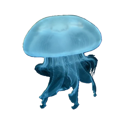 medusa of children, blue medusa, medusa with a white background, medusa drawing children, medusa transparent background