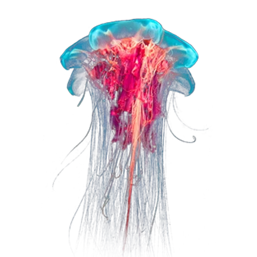 jellyfish, red medusa, medusa with a white background, medusa is transparent, medusa hairy cyanei