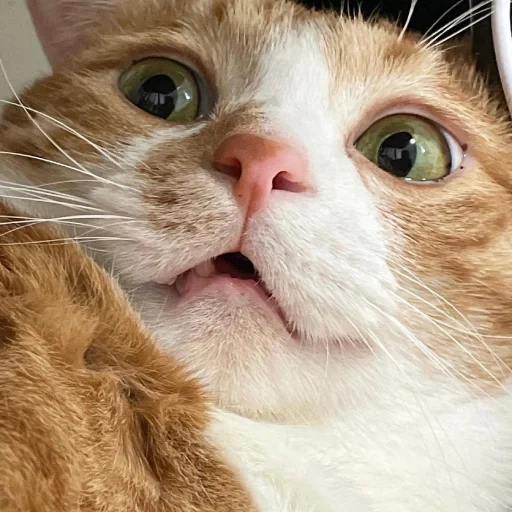 кот, коты, кошка, котики, кошка рыжим носом