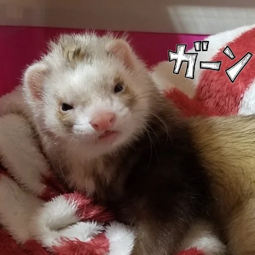 musang, ferret yang lucu, hewan hewan itu lucu, ferret hewan, ferret dekoratif