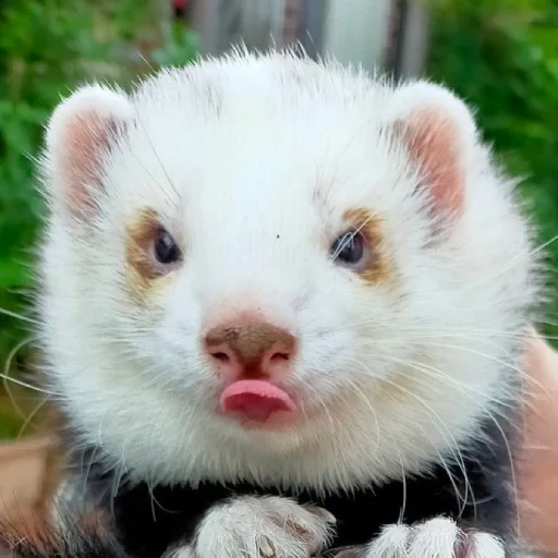 musang, hummy ferrets, mink albino, ferret adalah hewan yang cerdas, horoda adalah buatan sendiri putih