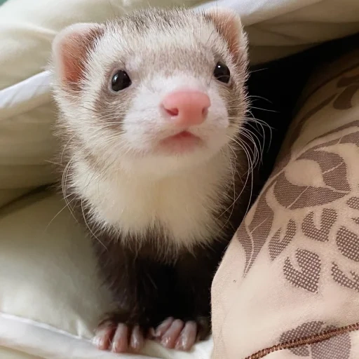 хорек, ferret, животное хорек, детеныш хорька, животные похожие хорька