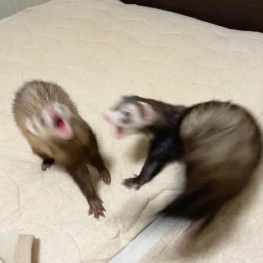 ferret, animals, the battle of the ferrets, animal ferret, funny animals