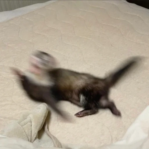 ferret, animals, the battle of the ferrets, cute animals, little ferrets