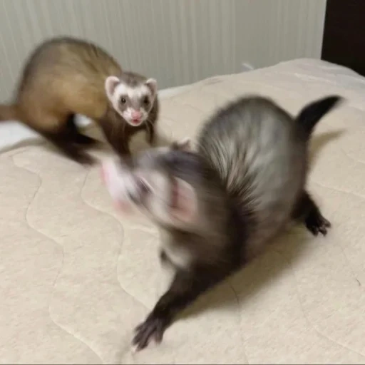 ferret, animals, animal ferret, animals are funny, funny animals