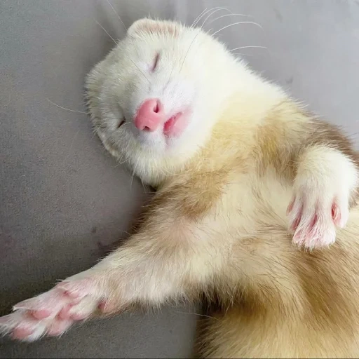 musang, hewan, ferret hewan, hewan lucu, chokee kecil