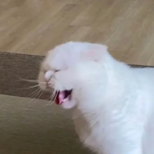 cat, a cat, white cats, the animals are cute, a white cat laughs
