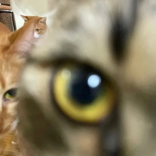 кот, кошка, кошечка, кошка глаза, животные милые