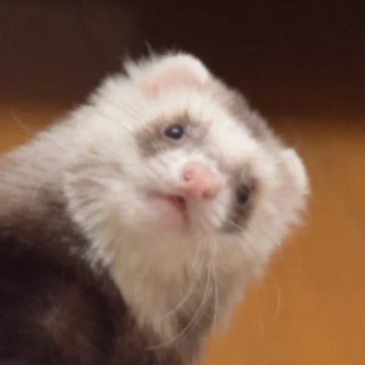 ferret, the face of the ferret, ferry animal, little ferrets, decorative ferret fretka