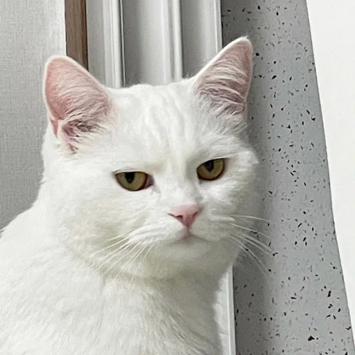 кошечка, белая кошка, милые кошечки, хармони белая кошка, европейская короткошерстная кошка белая