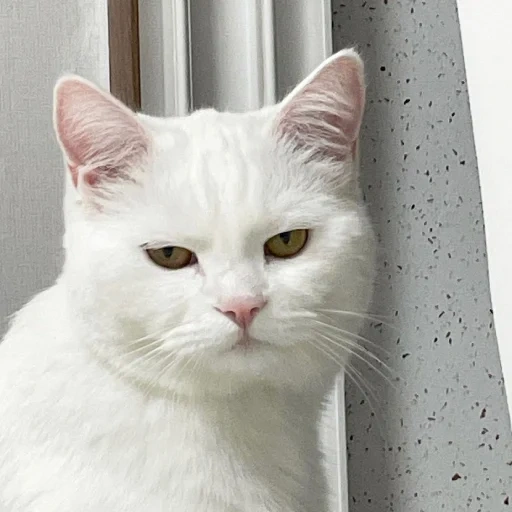 cat, a cat, the cat is white, white cat, the breed of cats is albino