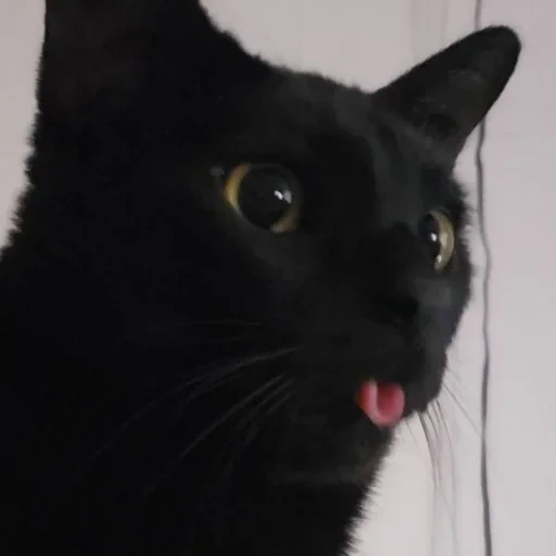 кот, черный кот, котенок черный, смешной черный кот, морда черного кота
