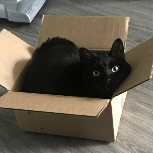 кот коробке, кошка коробке, животные милые, котенок черный, черный кот коробке