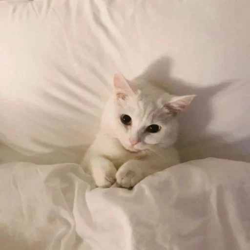 кошка, кошка белая, белая кошечка, белый котенок, белый котик лежит