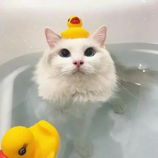 кот ванной, кошка ванне, котик ванной, котик ванне уточками, кошка уточками ванной