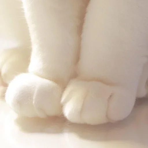 ноги, лапка, лапка кота, кошки лапки, белые кошачьи лапки