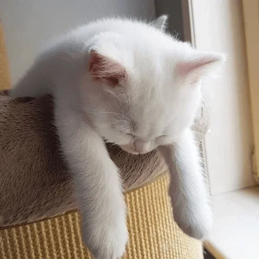 кот, белый кот, усталый кот, кошка белая, уставший котик