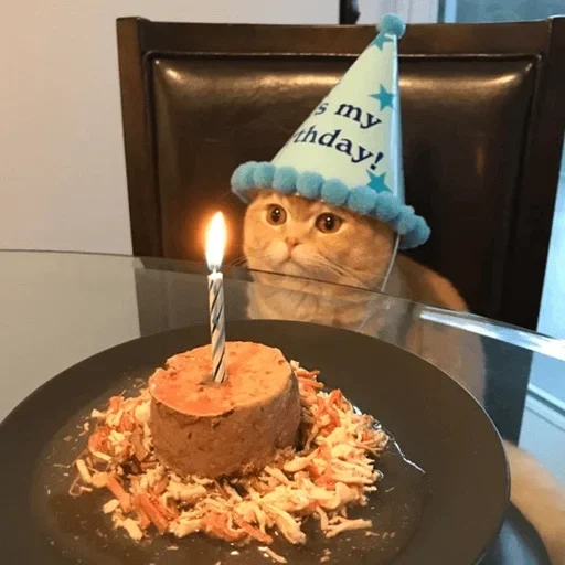 кот, коты, твиттер, кошачий торт, день рождения