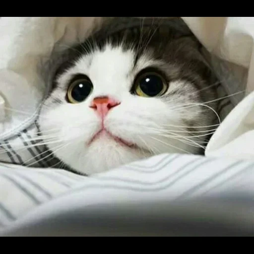 котик, милые котики, котенок одеяле, милые котики смешные, фотографии милых котиков